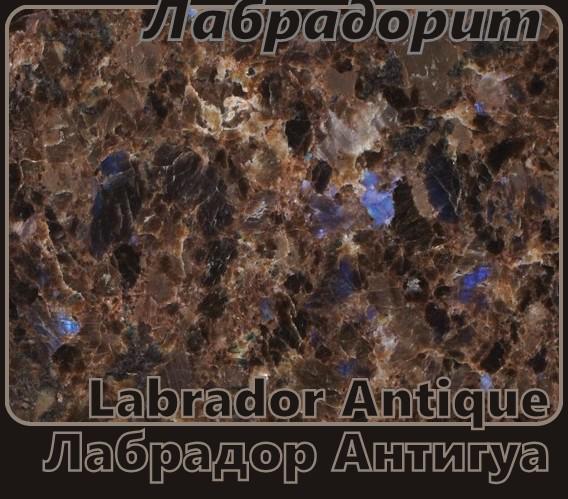 Лабрадор Антигуа / Labrador Antique